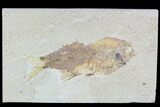 Bargain, Mioplosus Fossil Fish - Uncommon Species #105331-1